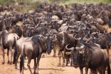 Wildebeest