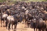 Wildebeest