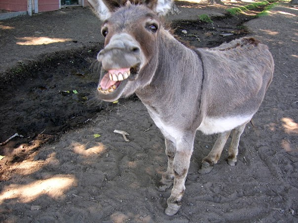 Braying Donkey