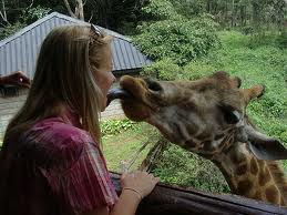 giraffekiss