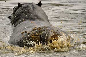 hippo-dungspray_bots-4459