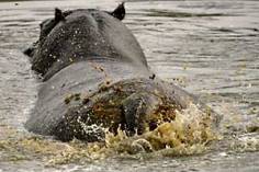 hippo-dungspray_bots-4459