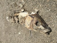 Rotting Fish, A fish rots from the head down, corruption, political corruption, Trump, Republicans,