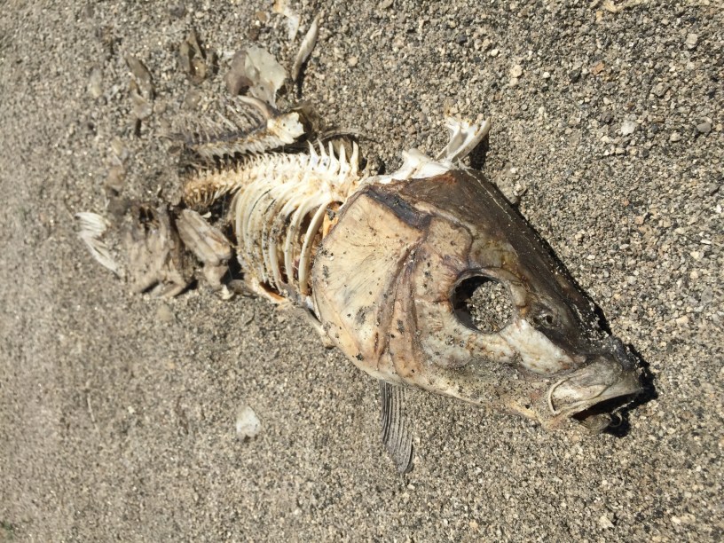 Rotting Fish, A fish rots from the head down, corruption, political corruption, Trump, Republicans,