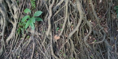 Psychological Roots of the #COVID19 Hoax Conspiracy