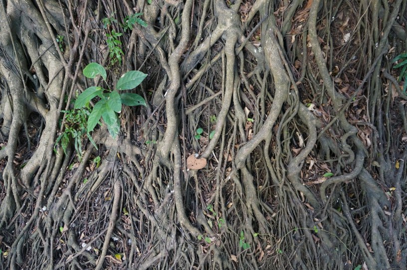 Psychological Roots of the #COVID19 Hoax Conspiracy