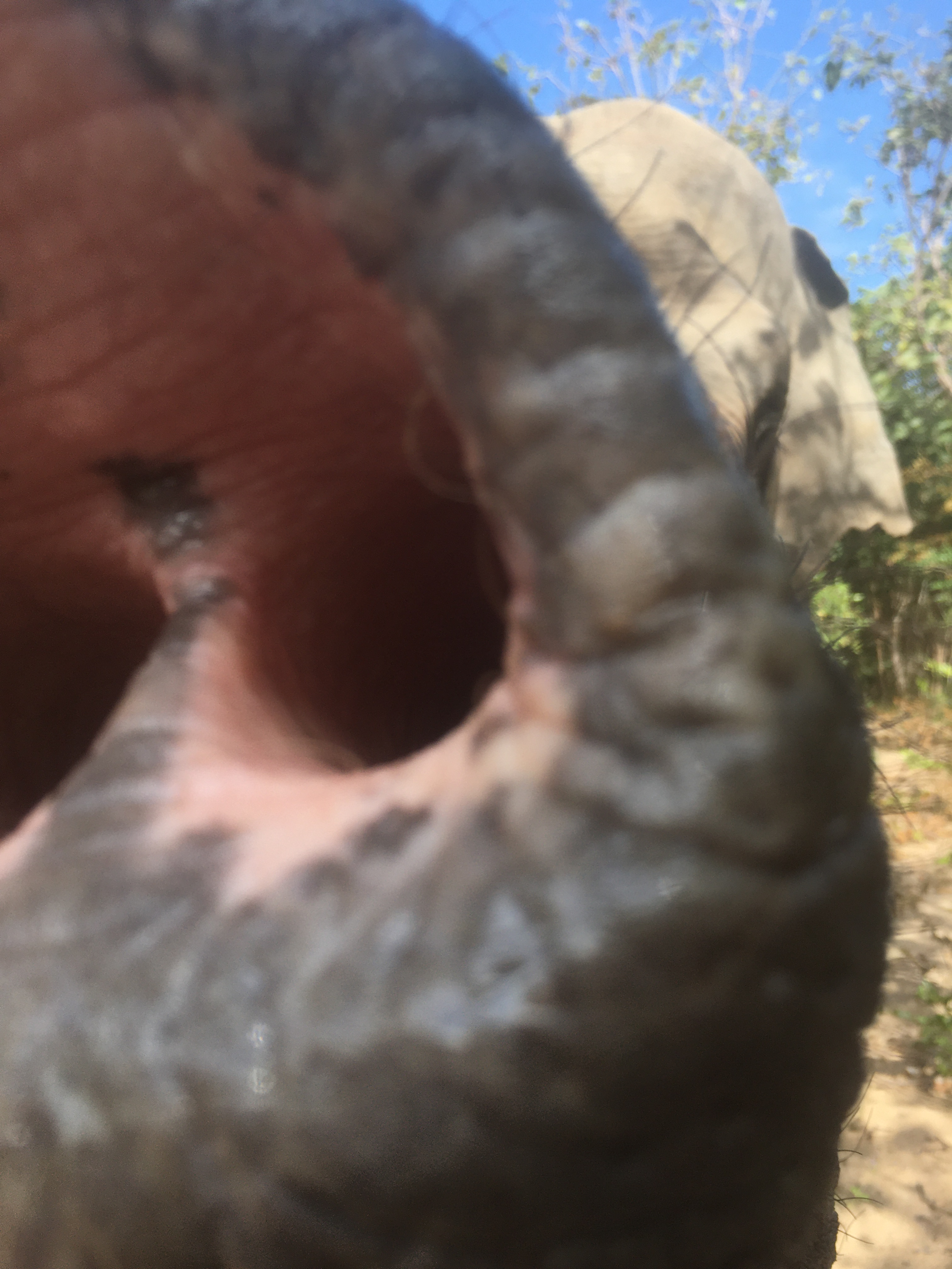 Supporting Animal Rescue at the Wildlife Alliance Cambodia