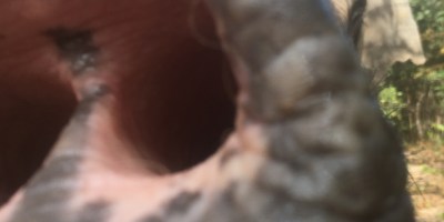 Supporting Animal Rescue at the Wildlife Alliance Cambodia