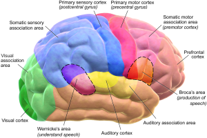 What areas of the brain control mov