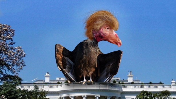 How did Trump's #COVID19 pandemic response contribute to the decline in US life expectancy?