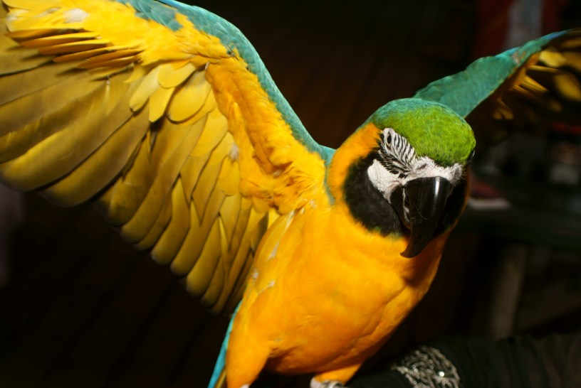 Did Ye Olde Blogge Talk Like a Pirate?