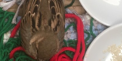 What happened to the sparrow that Ye Olde Blogge rescued this week and everything else of interest over there?