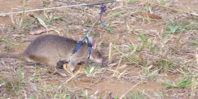 What else could go wrong in Ye Olde Blogge's week after Magawa the landmine sniffing rat died?