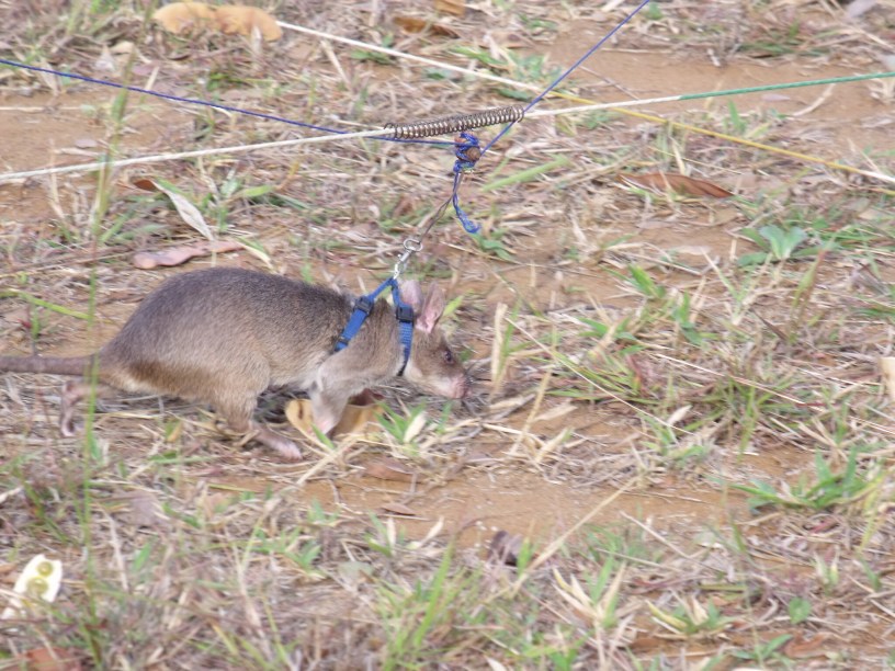 What else could go wrong in Ye Olde Blogge's week after Magawa the landmine sniffing rat died?