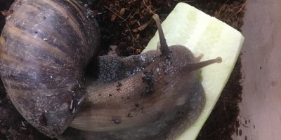 How does a pet snail and #COVID19 figure into Ye Olde Blogge's week?