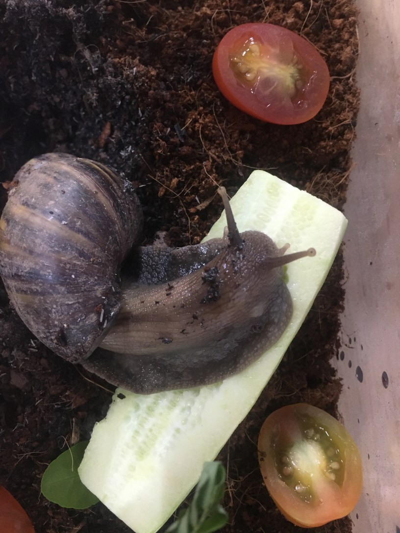 How does a pet snail and #COVID19 figure into Ye Olde Blogge's week?