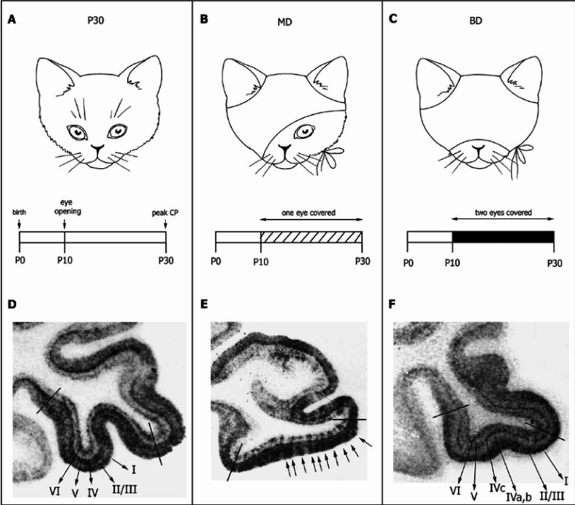 How is the inhibition of social perception in autistic people like the blindness in Hubel and Wiesel's kittens?