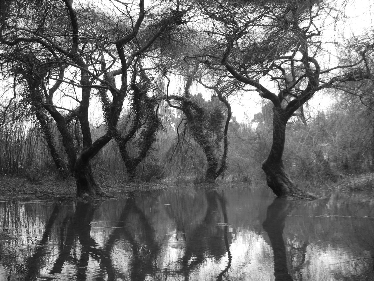 Why doesn't MAGA Nation understand that they are dying because their politicians and news outlets are leading them astray?