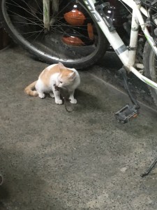 Are cats good mousers?