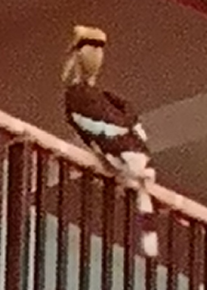 Do hornbills live in Cambodia?