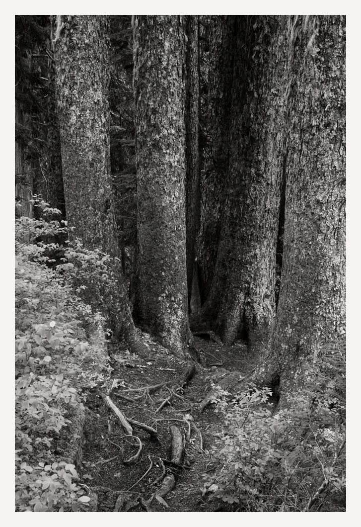 What are the characteristics that mass shooters have in common?