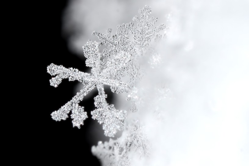 How does the authoritarian dynamic explain the reason that MAGA are such snowflakes?