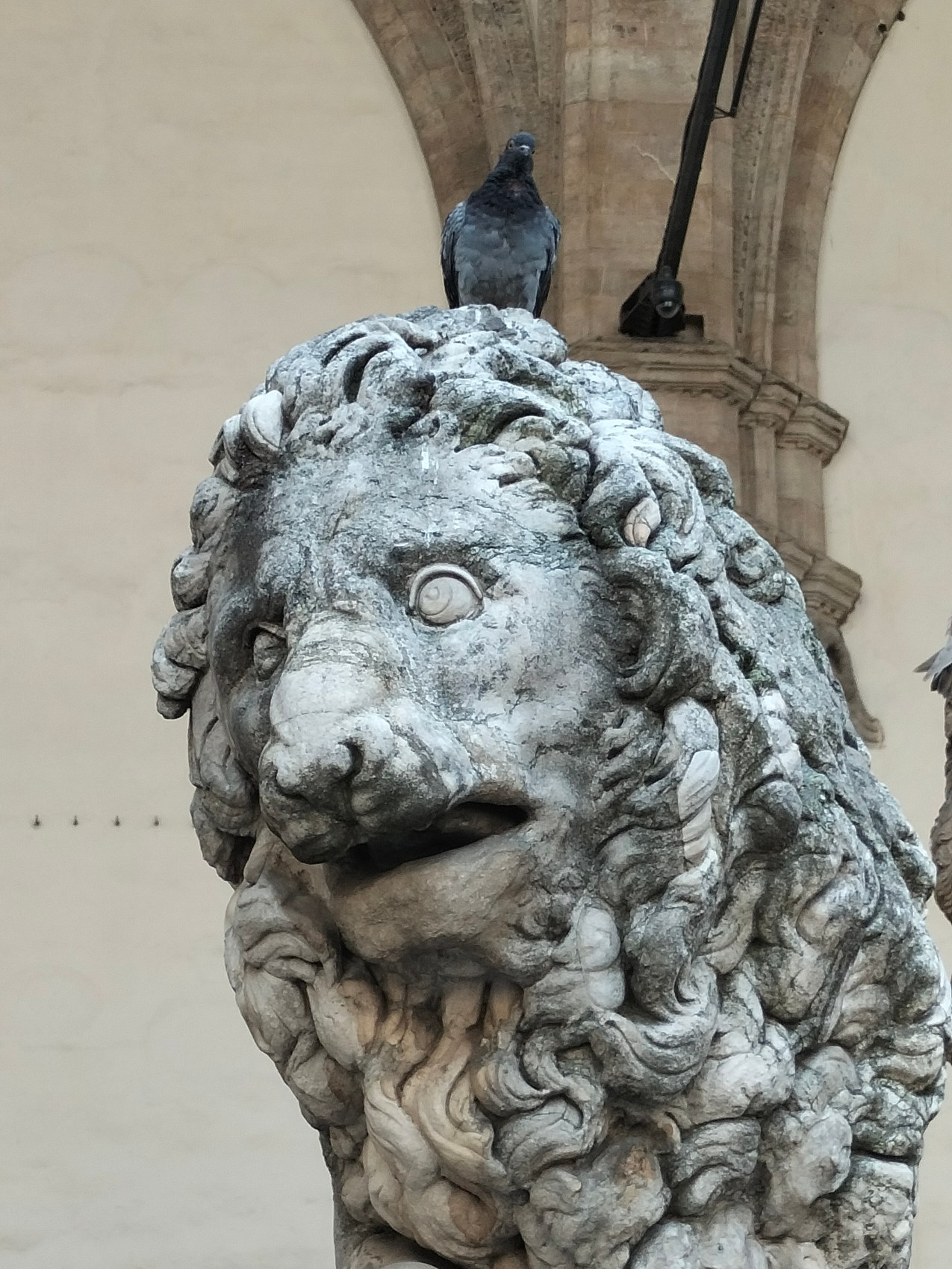 A lion and pigeon
